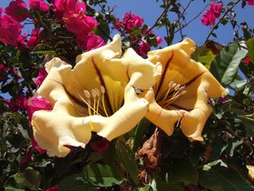 2007_Morocco_flower.jpg