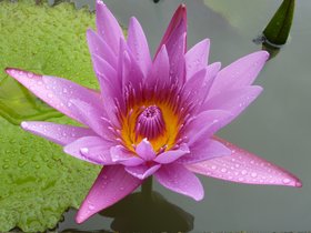 2010_Martinique_nenuphar.jpg