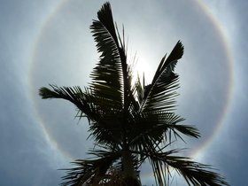 2010_Martinique_palm-tree.jpg