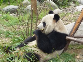 2011_China_ChengDu_Panda.jpg